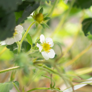 イチゴの花。ミツバチの力を借りずにこれを受粉させることは難しい